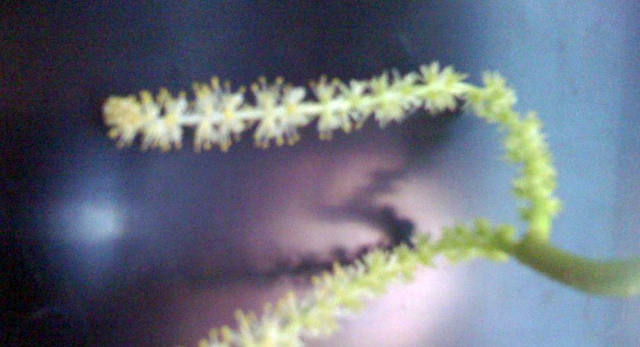 Aponogeton Ulvaceus 4