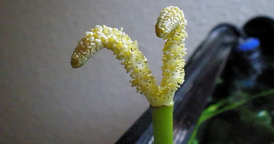Aponogeton Ulvaceus 5