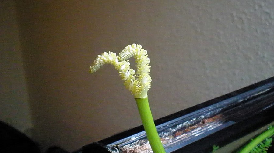 Aponogeton Ulvaceus 6