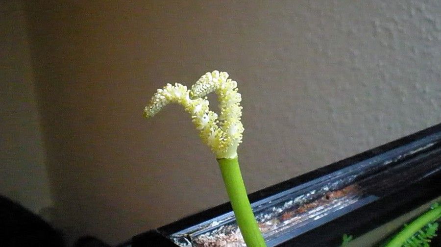 Aponogeton Ulvaceus 6