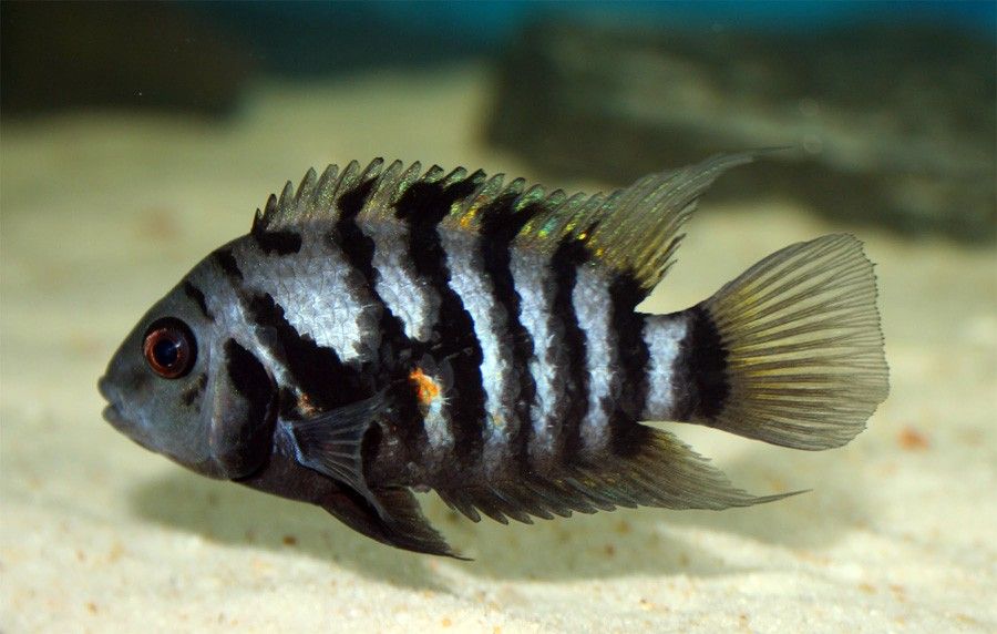 Archocentrus Nigrofasciatus