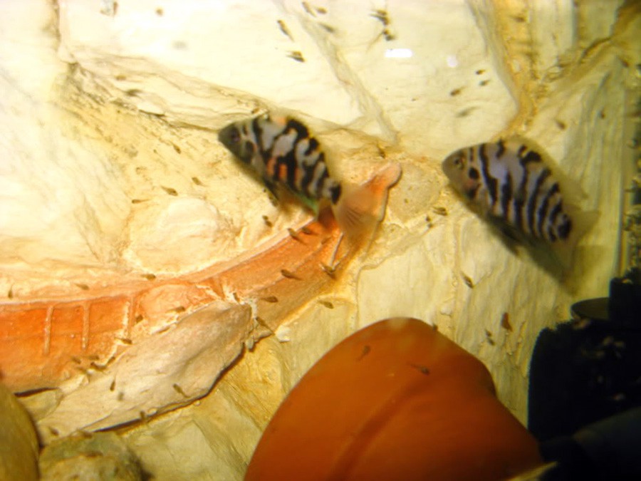 Archocentrus Nigrofasciatus 2
