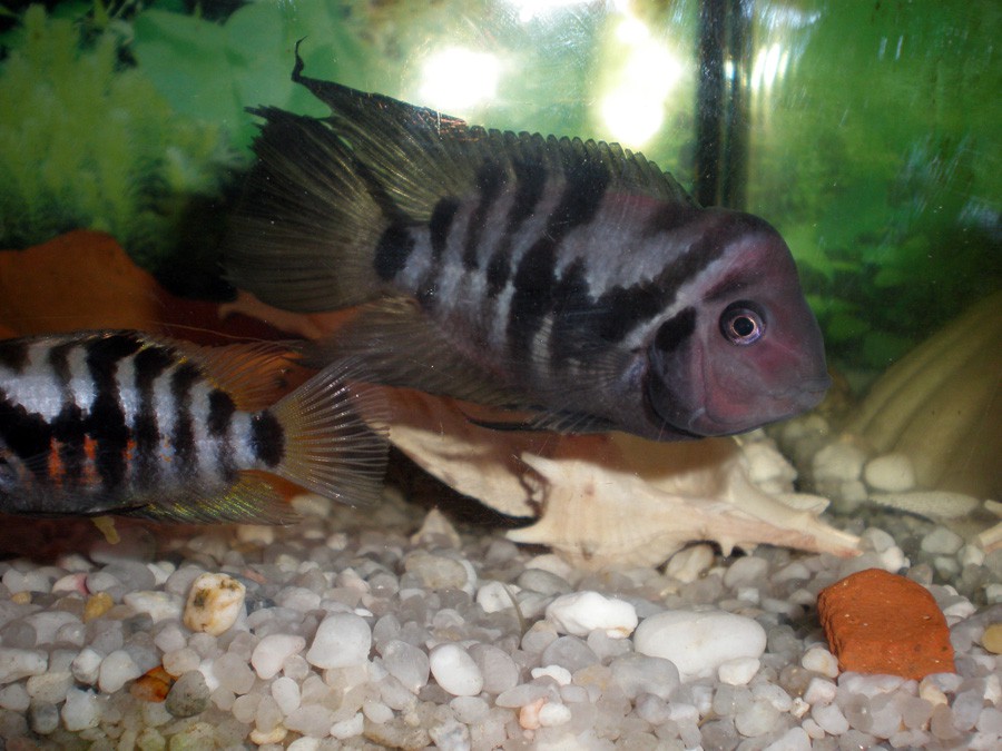 Archocentrus Nigrofasciatus 3