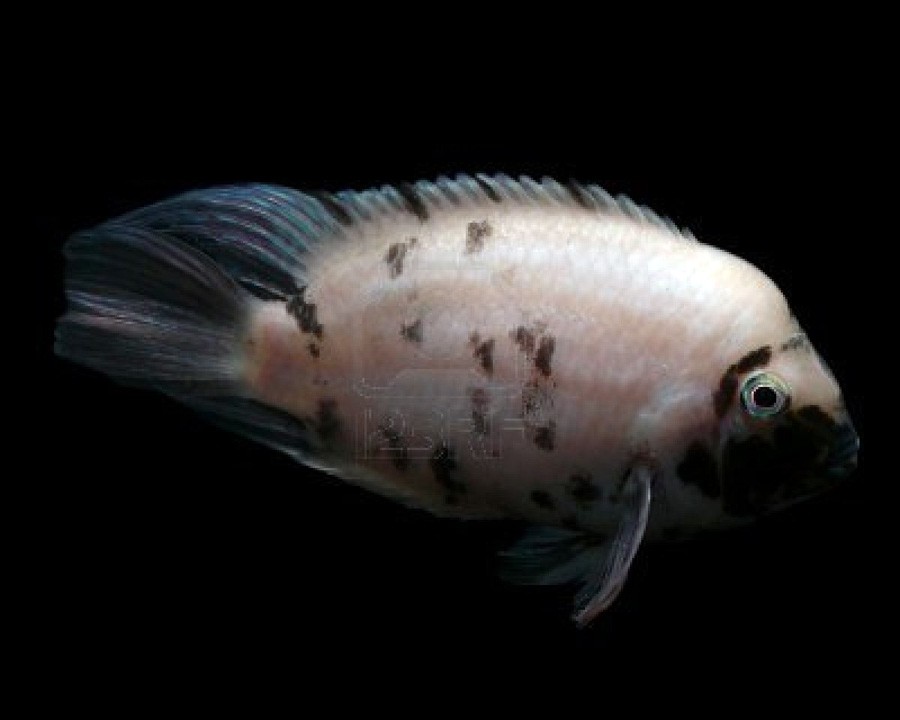 Archocentrus Nigrofasciatus 4