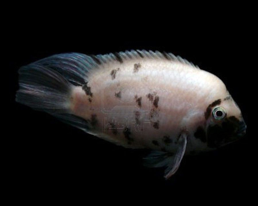 Archocentrus Nigrofasciatus 4