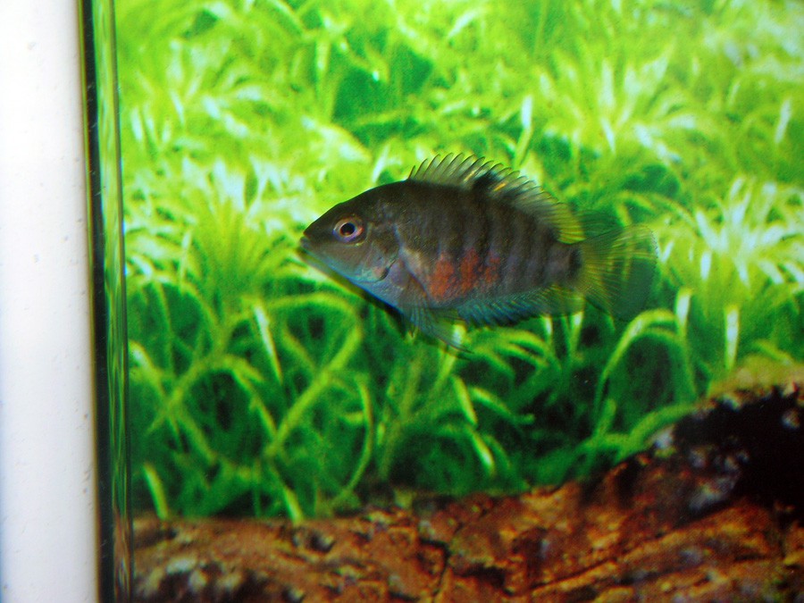 Archocentrus Nigrofasciatus 5