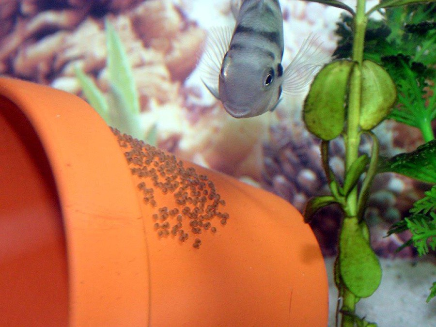 Archocentrus Nigrofasciatus 6