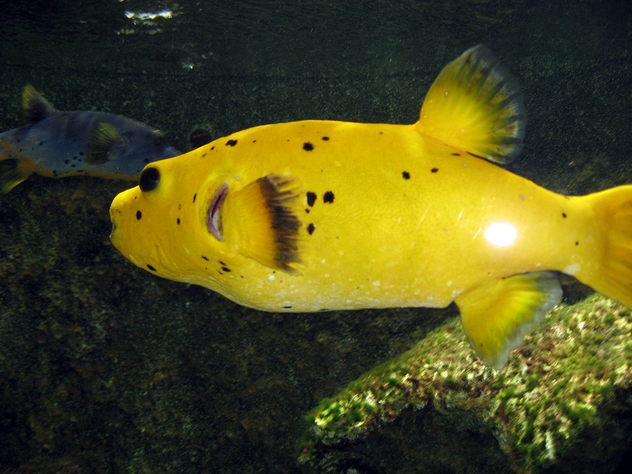 Arothron Nigropunctatus 2