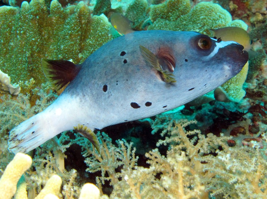 Arothron Nigropunctatus 3
