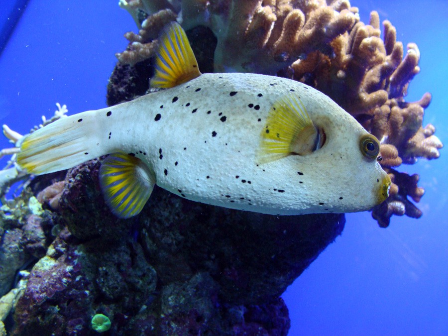 Arothron Nigropunctatus 4
