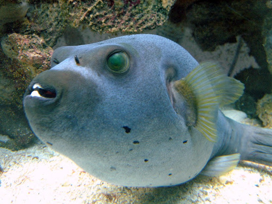 Arothron Nigropunctatus 5
