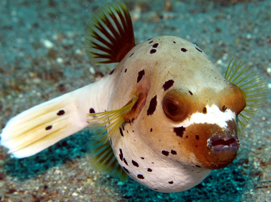 Arothron Nigropunctatus 6
