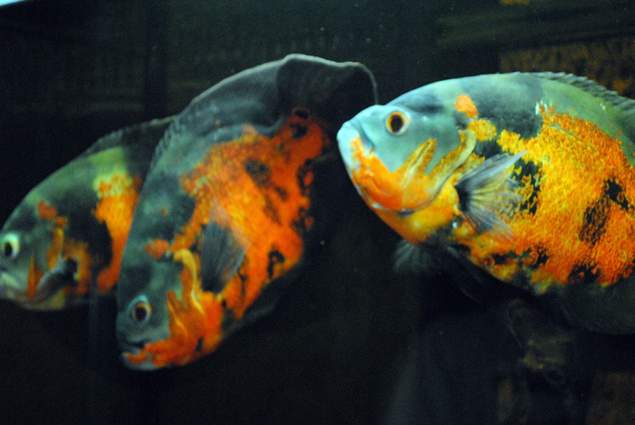 Astronotus Ocellatus