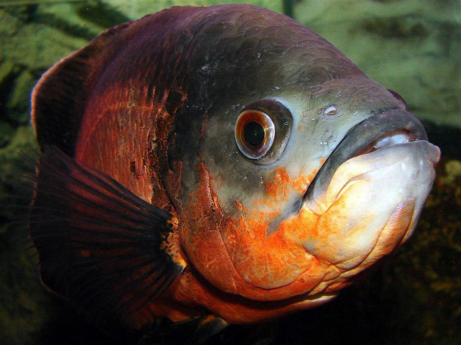 Astronotus Ocellatus 2