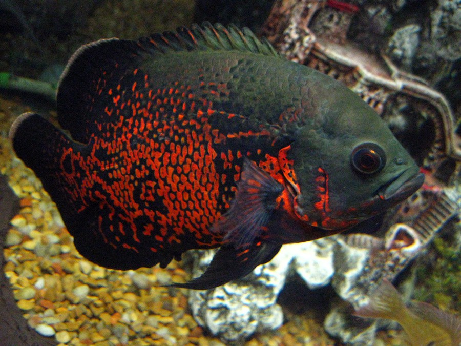Astronotus Ocellatus 3