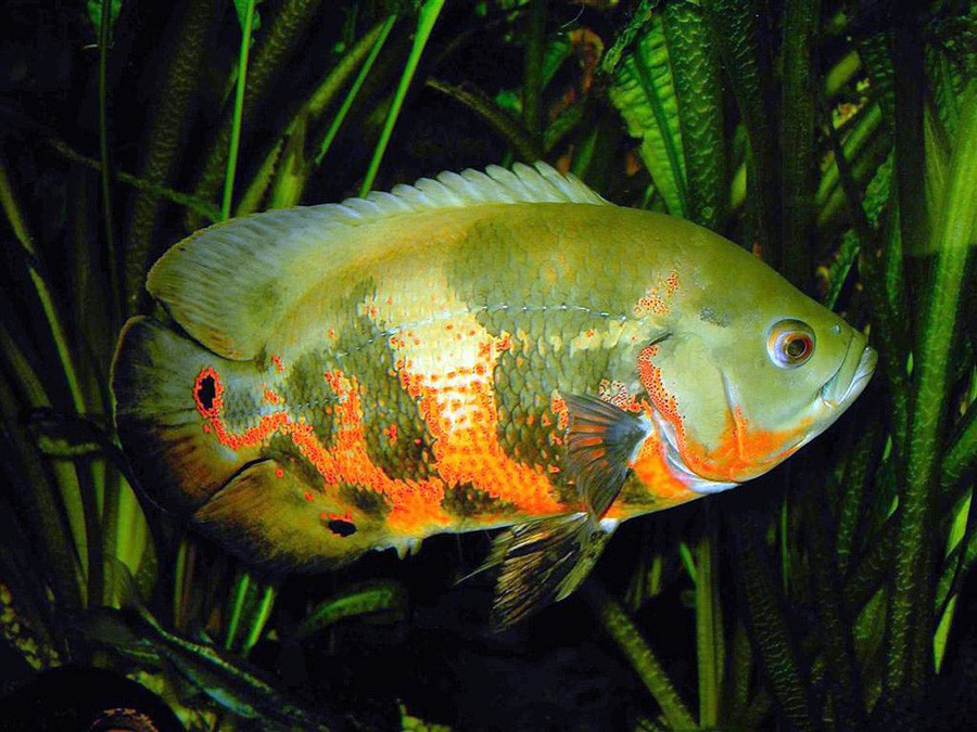 Astronotus Ocellatus 4