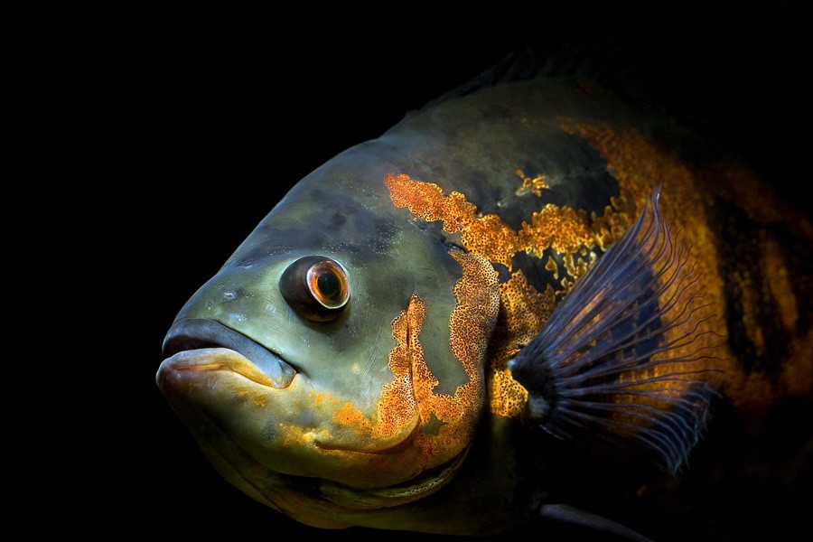 Astronotus Ocellatus 5