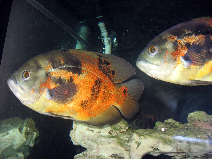 Astronotus Ocellatus 6