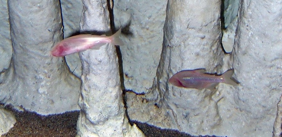 Tetra Cavernícola