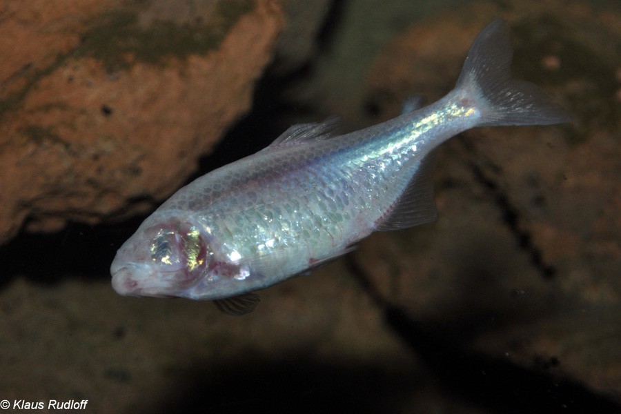 Astyanax Jordani 2