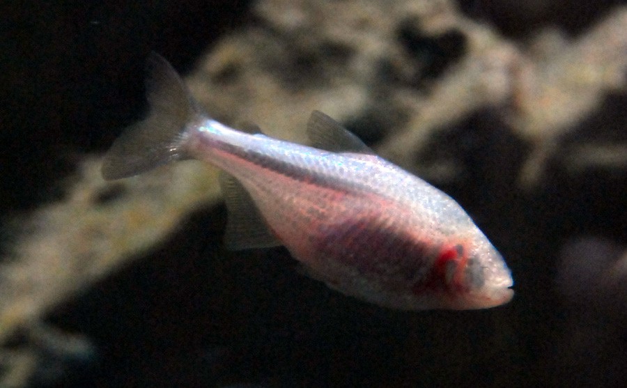 Astyanax Jordani 3