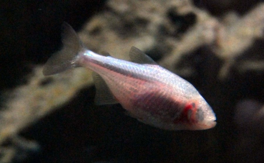 Astyanax Jordani 3