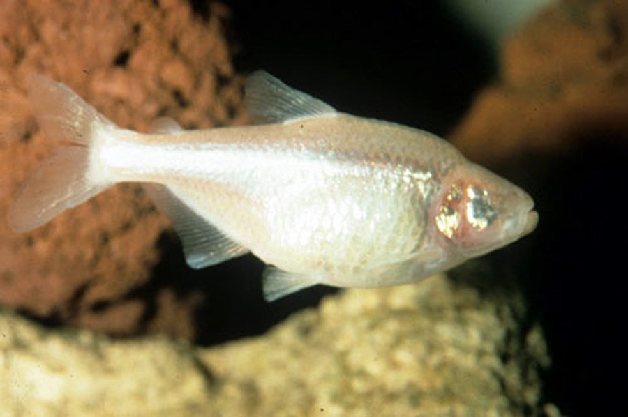Astyanax Jordani 4
