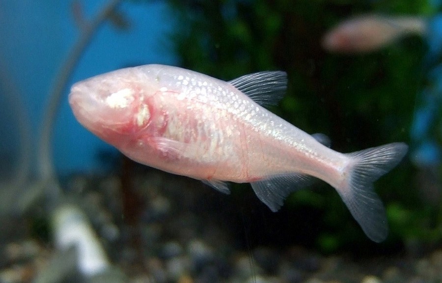 Astyanax Jordani 5