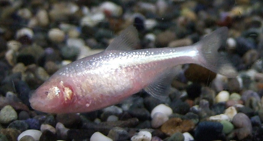 Astyanax Jordani 6