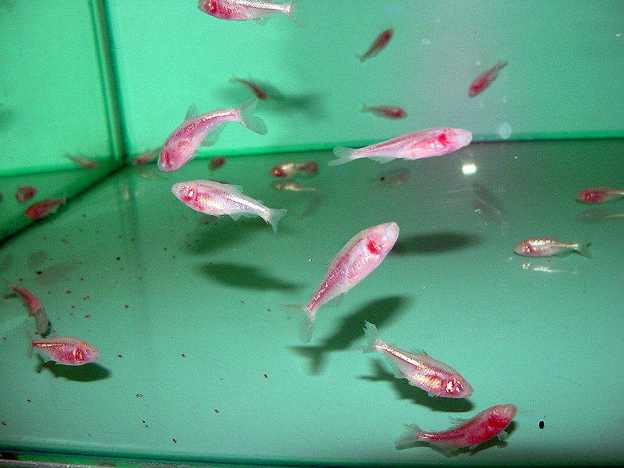 Tetra Mexicano