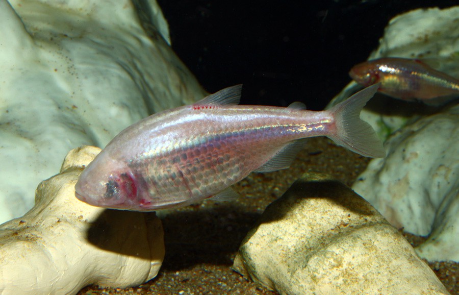 Astyanax Mexicanus 2