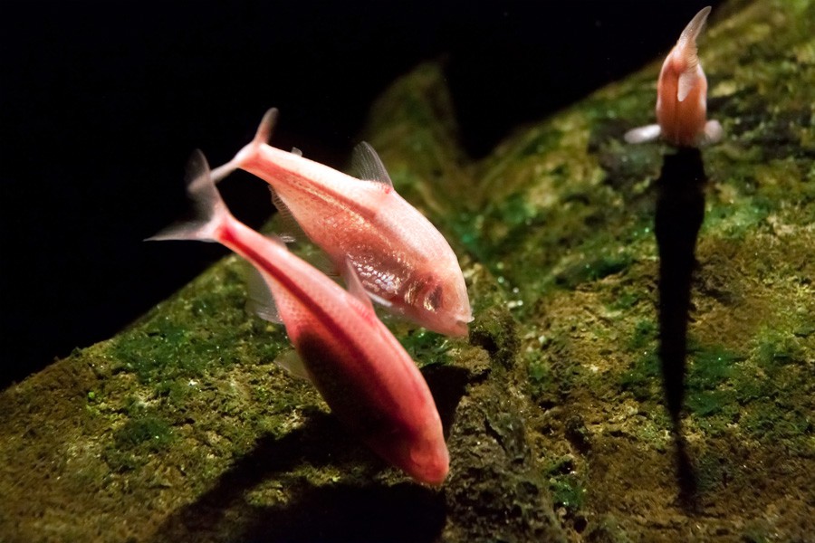 Astyanax Mexicanus 3