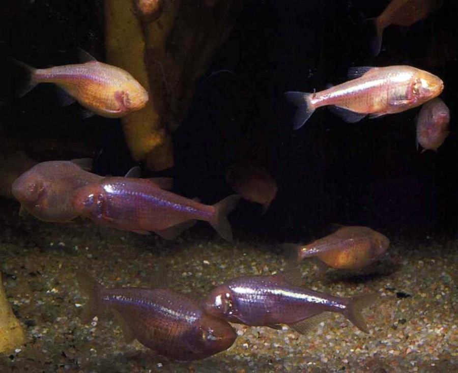 Astyanax Mexicanus 4
