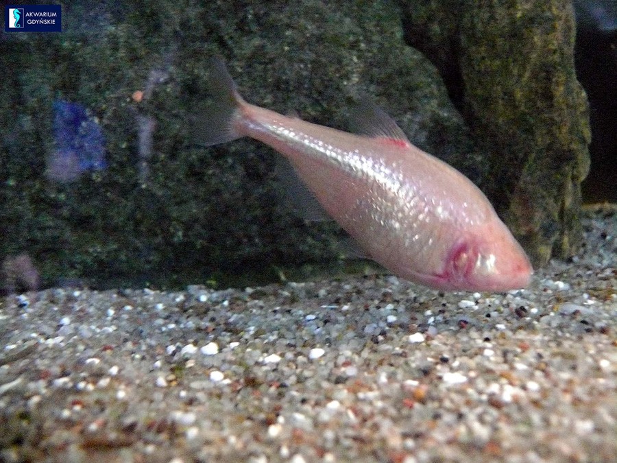 Astyanax Mexicanus 5