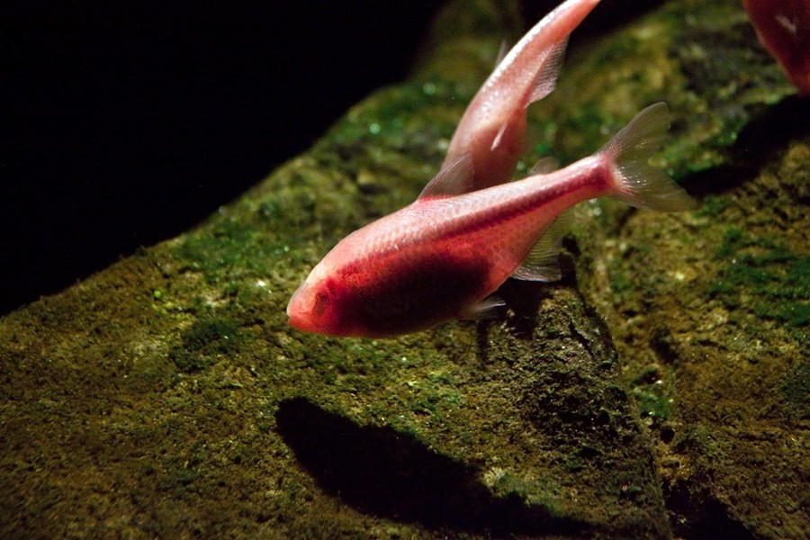 Astyanax Mexicanus 6