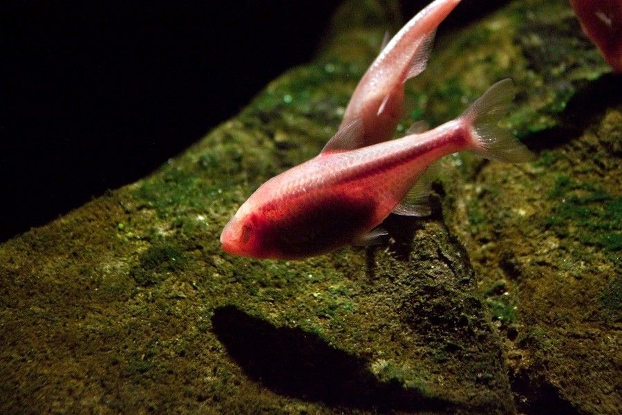 Astyanax Mexicanus 6