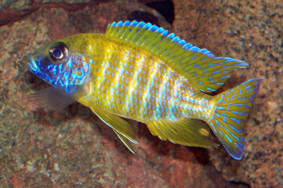 Amarillo de Benga