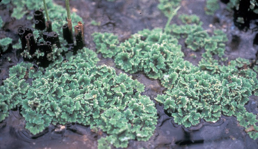 Azolla Caroliniana 2