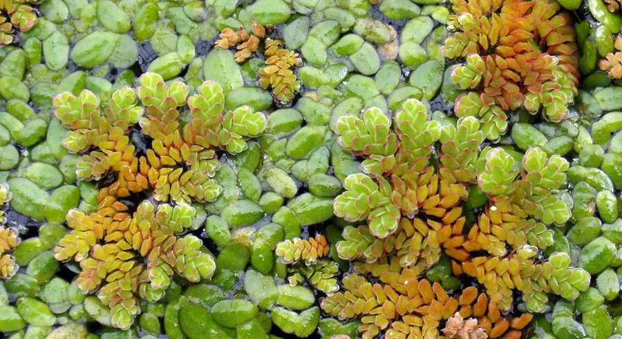 Azolla Caroliniana 3