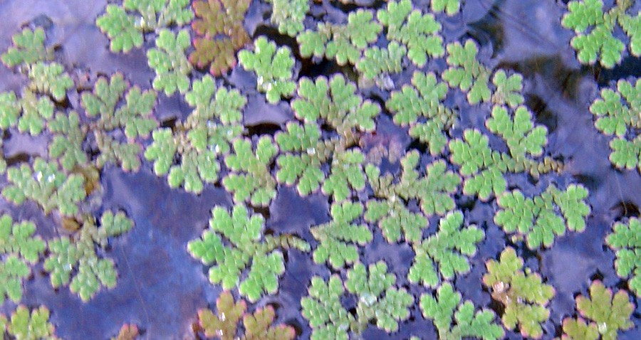 Azolla Caroliniana 4