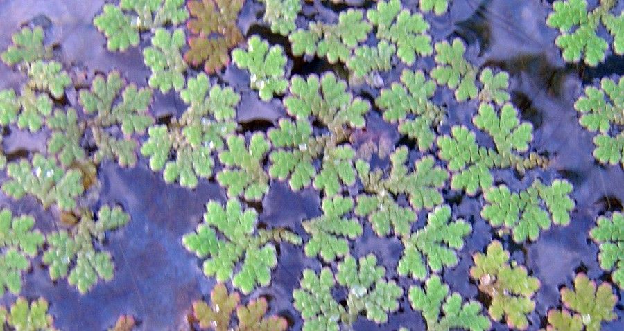 Azolla Caroliniana 4