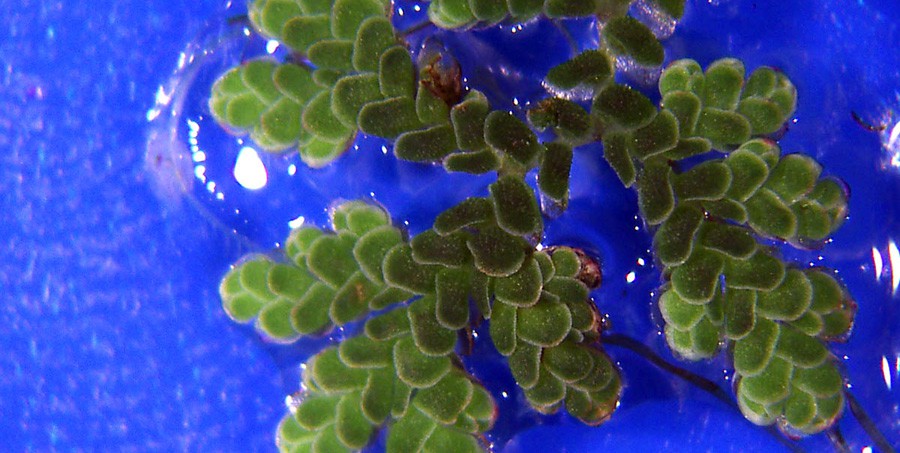 Azolla Caroliniana 5