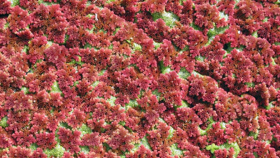 Azolla Caroliniana 6
