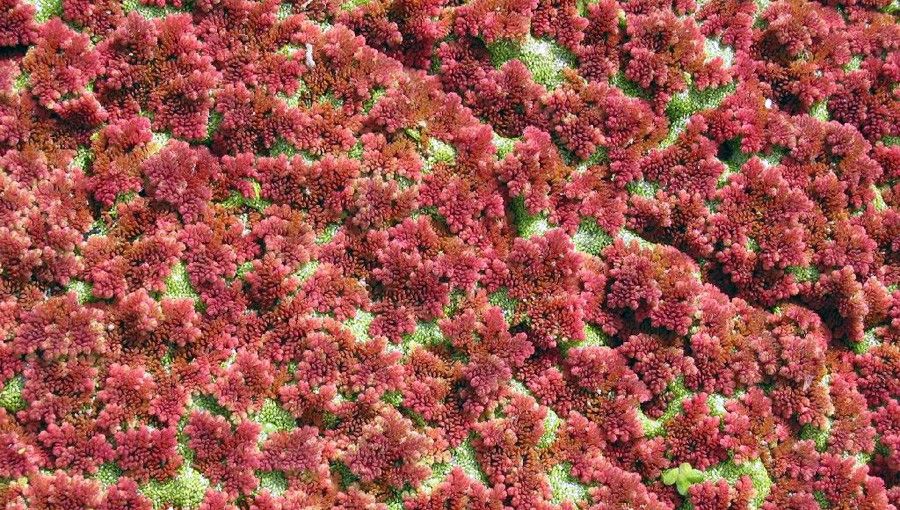 Azolla Caroliniana 6