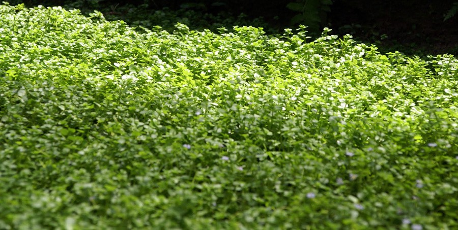 Bacopa Australis
