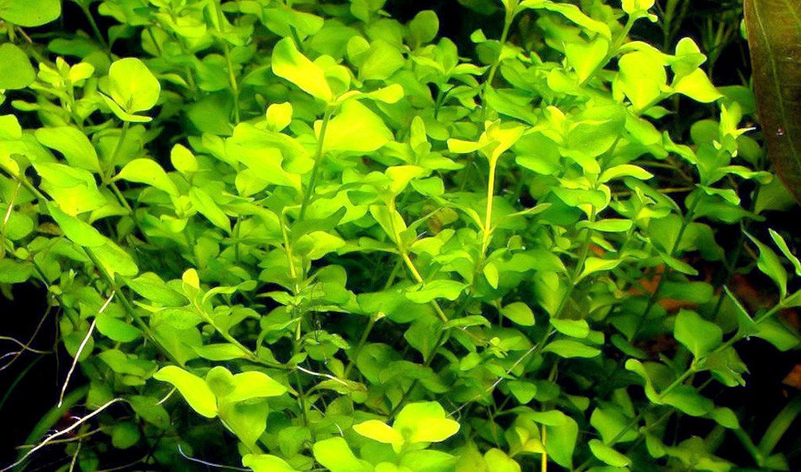 Bacopa Australis 2