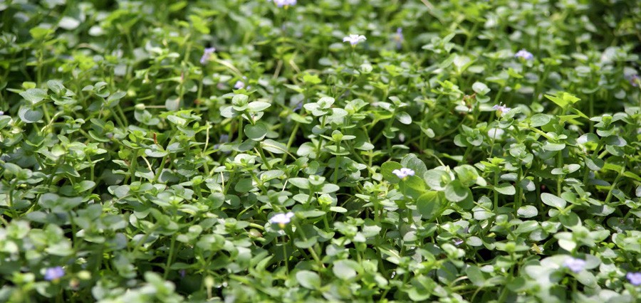 Bacopa Australis 3