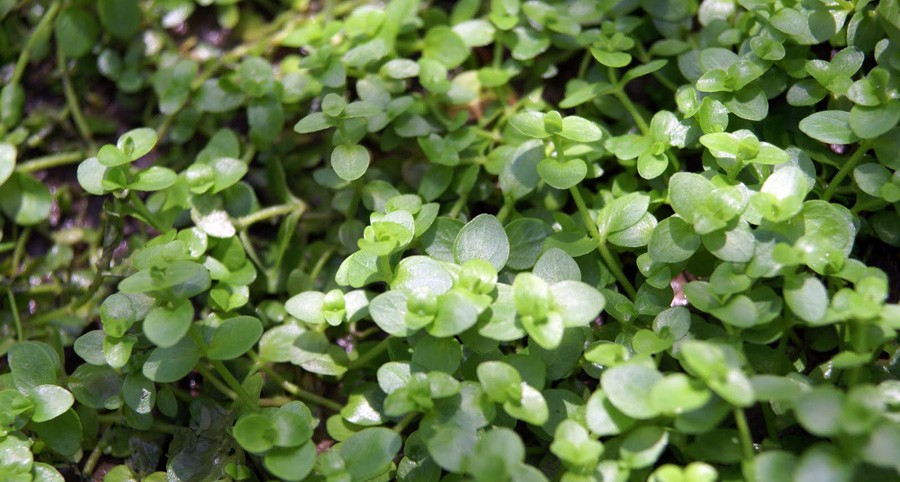 Bacopa Australis 4