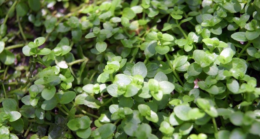 Bacopa Australis 4
