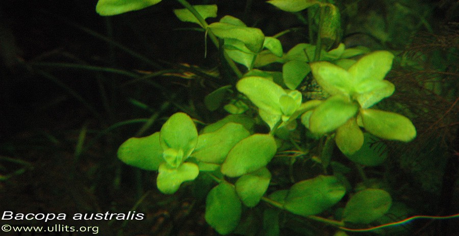 Bacopa Australis 5